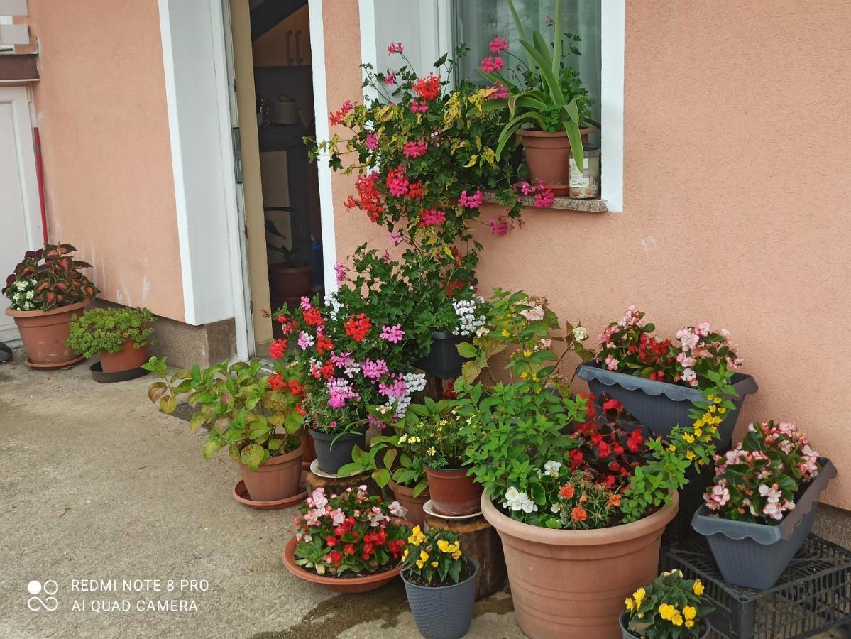 Guesthouse Blazenka Hodak Seliste Dreznicko Exterior photo